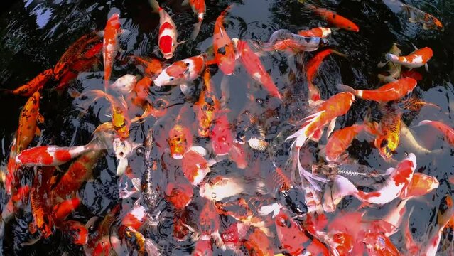 Koi swimming in a water garden fancy carp fish koi fishes Koi Fish swim in pond.Isolate background is black.Fancy Carp or Koi Fish are red orange