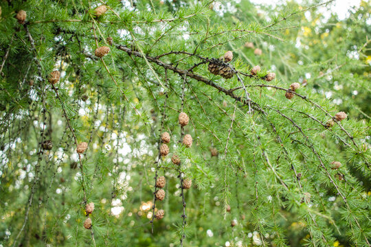 Sprig of European Larch Larix decidua with pine cones on blurred background and copy space on the right.