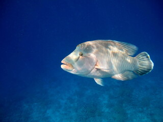 Napoleon fish. Fish - type bone fish Osteichthyes. Gubanovye - Labridae. Fish - Napoleon.