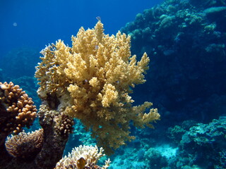 Beautiful coral reefs of the Red Sea.

