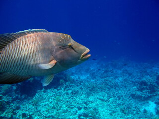 Napoleon fish. Fish - type bone fish Osteichthyes. Gubanovye - Labridae. Fish - Napoleon.