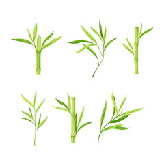 Bamboo Stick with Hollow Stem and Green Leaf and Foliage Vector Set