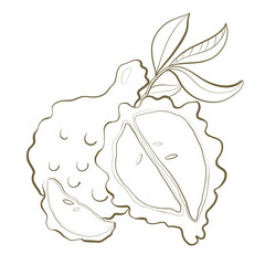 illustration contour line plant bergamot fruit citrus orange cut closeup healthy food perfume bouquet design element
