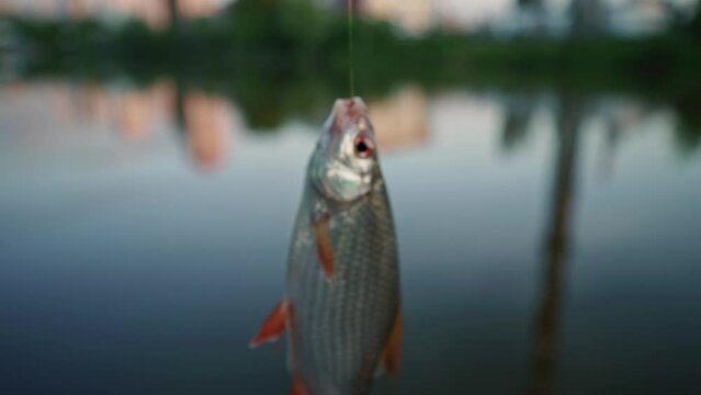 Live Fish Twitching On The Fishing Line. Successful Catch Of The Fisherman On The Lake. Calm Quiet Relaxation Rest Near The River In The Evening. Catch On Bait Freshwater Fresh Fish.