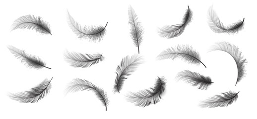 Big Set of Black Realistic Different Fluffy Twirled Falling Feathers Isolated on White Background. Design Template. Vector illustrtion © ecco