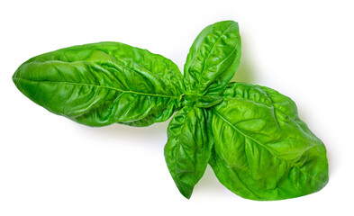 Basil leaf isolated on white background. Basil leaves  for pesto sauce..