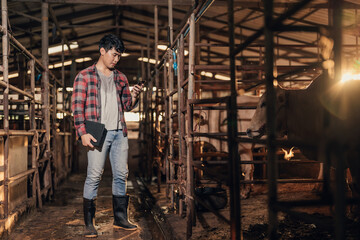 Asian man husbandry using smartphone in cowshed in cattle farm on the morning. Farmer use technology application on smartphone for livestock. Smart farming. Agriculture industrial.