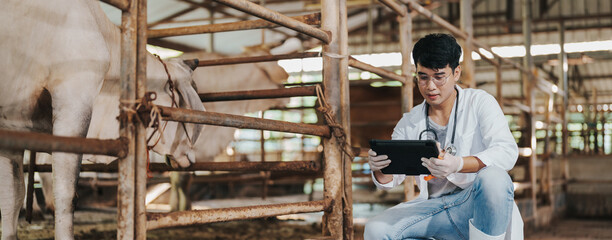 Smart farm 4.0 concept. Veterinary Asian man using technology application on digital tablet for monitoring cattle health. Agriculture cattle farm. Animal husbandry in cattle farm.