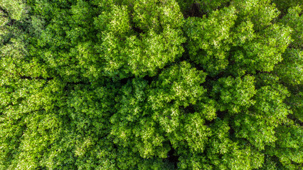 Naklejka premium Aerial panoramic view of mangrove forest in Aceh province, Indonesia