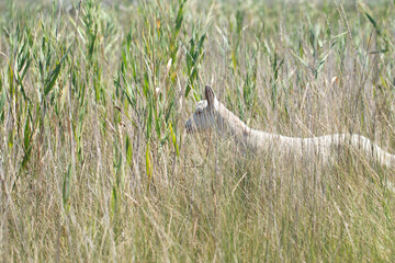 a goat is grazing in a field. A sunny day. A pet is grazing in the grass.