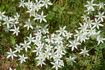 White flowers of Star of Bethlehem with long green leaves.