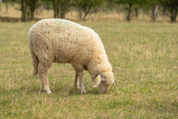 Obraz na płótnie Canvas Single lamb in a field in summer.