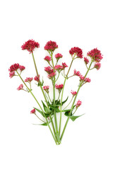 Red valerian herb plant. Flowers can be used to make perfume. Minimal botanical nature study composition. On white background. Valeriana officinalis.