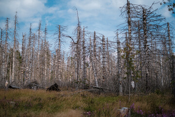 Toter Wald im Harz