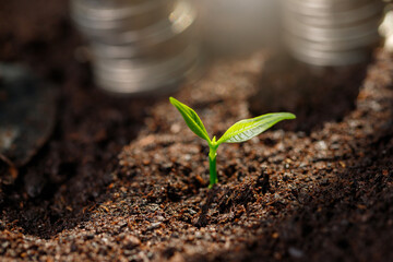 Planting and stacked coins with the financial concept  based on the idea of saving money and growing.