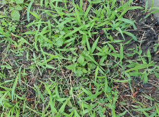 green meadow background