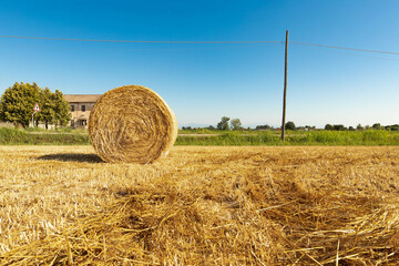 Palle di paglia sul campo in estate dopo la raccolta della segale, cielo azzurro sul prato. Lavoro stagionale agricolo.