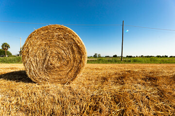 Palle di paglia sul campo in estate dopo la raccolta della segale, cielo azzurro sul prato. Lavoro...
