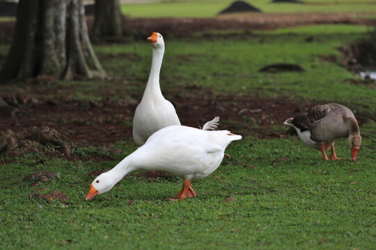 gansos brancos no gramado, ganso branco na grama, aves brancas no gramado