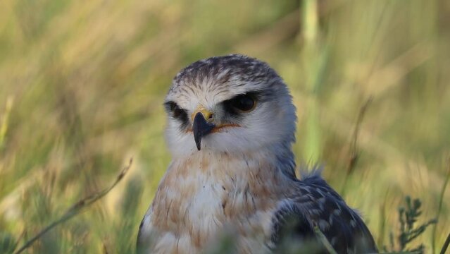 The black-eyed Elanus caeruleus is a bird of prey that lives near water and in the countryside and feeds on rodents, rabbits and small birds