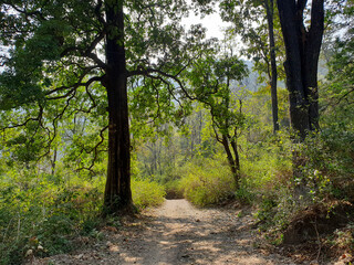 path in the forest