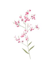 delicate pink flower. digital illustration hand drawn isolated on white background. flat style. use for design, logo, postcard printing, clothes print
