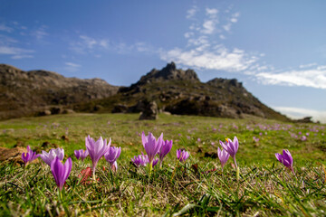 Late crocus wildflowers in the mountains