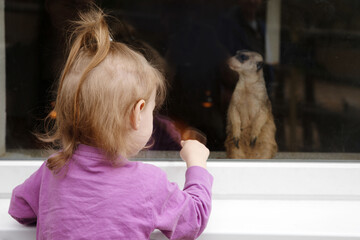 little girl pointing at meerkat behind glass
