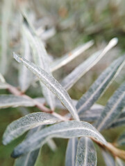 sea buckthorn leaves