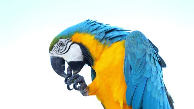 Slow motion close up of cute Blue and Yellow macaw eating vegetables outdoors during sunny day.