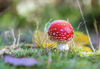 fly agaric red in the forest among greenery