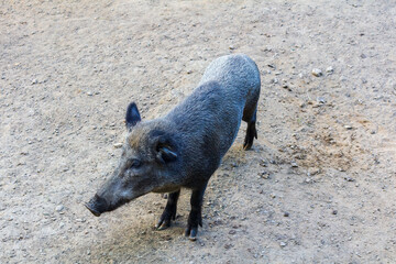 Portrait of wild board, pig, swine, sus scrofa standing on sand land. Wild animal background