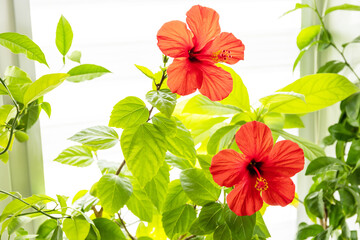 Red hibiscus flower, concept of eco home garden. Houseplants in a modern interior.