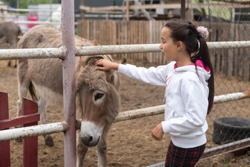 Happy little girl feeding donkeys in the zoo.