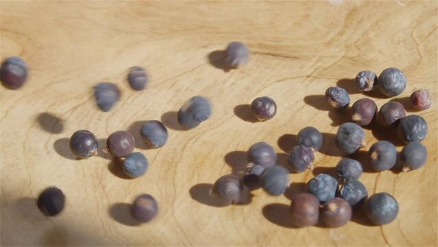 Collected berries of Juniper fall into a wooden bowl, Jupniperus communis