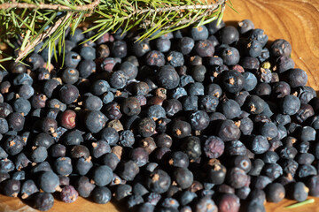 Collecting berries of Juniper from nature, Juniperus communis