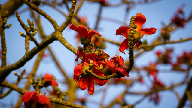 Shimul or Red silk-cotton (Bombax ceiba, family: Malvaceae) is one of the most common trees that found in Bangladesh.