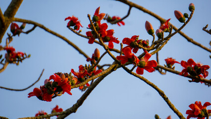 Close-up image of Red Shimul flower. This tree is commonly known as Let-pan. It is widely planted in parks and on roadsides there because of its beautiful red flowers which bloom in March-April.