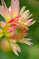 A single pink and yellow dahlia flower blooming against a blurred background of green.