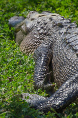 Close-up of a basking alligator's front leg as the animal lies in a relaxed posture.