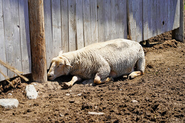 A sleeping white Charollais sheep picture  