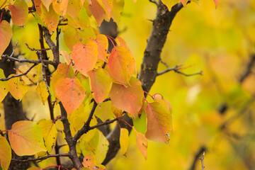 Fototapeta premium Yellowed apricot leaves on a tree branch. Apricot leaves in late autumn.