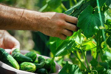male hands with a cup harvest fresh green cucumbers from the garden