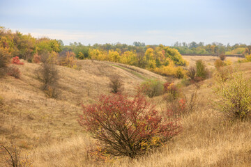 Autumn ravine in the countryside, yellowed trees and yellow dry grass