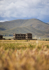 Tibetan house on Tibetan Plateau with golden rye fields and mountains in the background