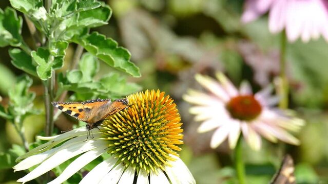 Butterfly pollinates flowers and collects nectar