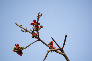 Close-up cotton flower flowering, flowers pod Shimul Red Silk Cotton Tree in Bangladesh. A Myna is sitting next to a red flower of Shimul Red Silk Cotton Tree.