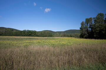 Field near a forest in the Adirondacks region
