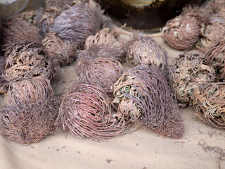 False Rose of Jericho or dinosaur plant or Selaginella lepidophylla