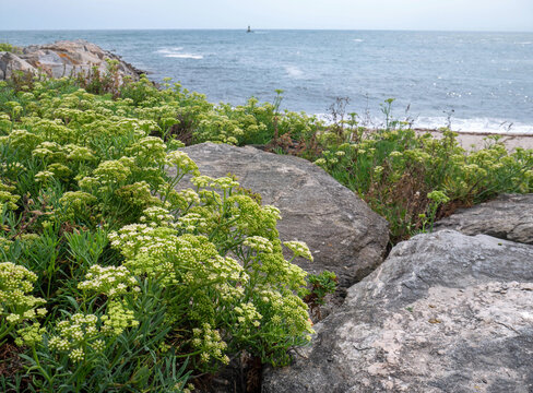 Crithmum maritimum, rock samphire or sea fennel plants on the blurred background